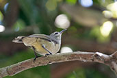 Brown Sunbird, Volta River, Ghana, May 2011 - click for larger image