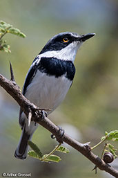 Pygmy Batis, Bogol-Manyo Road, Ethiopia, January 2016 - click for larger image