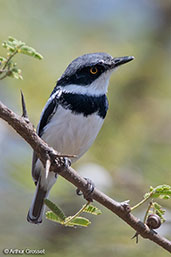 Pygmy Batis, Bogol-Manyo Road, Ethiopia, January 2016 - click for larger image