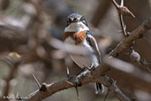 Pygmy Batis, Bogol-Manyo Road, Ethiopia, January 2016 - click for larger image