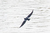 Pied-winged Swallow, Kalapka, Ghana, May 2011 - click for larger image