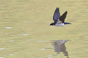 Pied-winged Swallow, Kalapka, Ghana, May 2011 - click for larger image