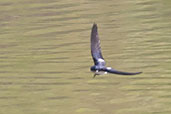 Pied-winged Swallow, Kalapka, Ghana, May 2011 - click for larger image