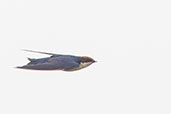 Wire-tailed Swallow, Tono Dam, Ghana, June 2011 - click for larger image