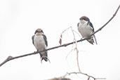 Wire-tailed Swallow, Tono Dam, Ghana, June 2011 - click for larger image