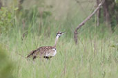 Black-bellied Bustard, Shai Hills, Ghana, May 2011 - click for larger image