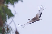 Black-bellied Bustard, Shai Hills, Ghana, May 2011 - click for larger image