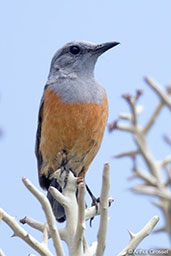 Littoral Rock Thrush, Anakao, Madagascar, November 2016 - click for larger image
