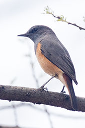 Little Rock Thrush, Simbo Resort, Ethiopia, January 2016 - click for larger image
