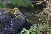 Yellow-crowned Canary, Harenna Forest, Ethiopia, January 2016 - click for larger image