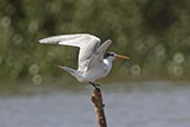 Lesser Crested Tern, Betsiboka River, Mahajanga, Madagascar, November 2016 - click for larger image