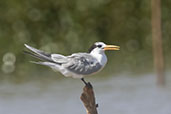 Lesser Crested Tern, Betsiboka River, Mahajanga, Madagascar, November 2016 - click for larger image