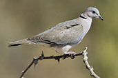 Ring-necked Dove, Bogol Manyo Road, Ethiopia, January 2016 - click for larger image
