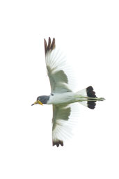 White-headed Lapwing, Tono Dam, Ghana, June 2011 - click for larger image