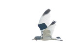 White-headed Lapwing, Tono Dam, Ghana, June 2011 - click for larger image