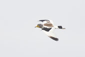 White-headed Lapwing, Tono Dam, Ghana, June 2011 - click for larger image