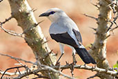 Ethiopian Bushcrow, Yabello, Ethiopia, January 2016 - click for larger image