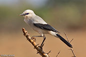 Ethiopian Bushcrow, Yabello, Ethiopia, January 2016 - click for larger image