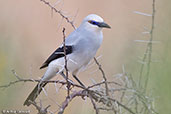 Ethiopian Bushcrow, Yabello, Ethiopia, January 2016 - click for larger image