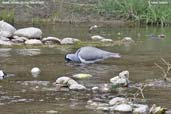 Ibisbill, Thimpu, Bhutan, March 2008 - click for larger image