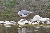Ibisbill, Thimpu, Bhutan, March 2008 - click for larger image
