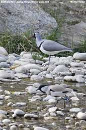 Ibisbill and River Lapwing, Thimpu, Bhutan, March 2008 - click for larger image
