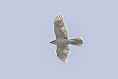Eurasian Goshawk, Catalunya, Spain, May 2022 - click for larger image