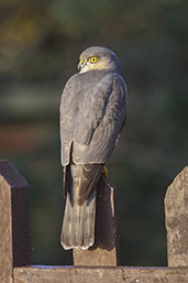 Sparrowhawk, Monks Eleigh, Suffolk, England, February 2008 - click for larger image