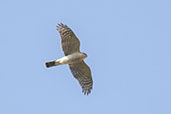 Male Sparrowhawk, Monks Eleigh, Suffolk, England, May 2008 - click for larger image