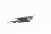 Female Sparrowhawk, Lakenheath, Suffolk, England, September 2024 - click for larger image