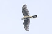 Female Sparrowhawk, Lakenheath, Suffolk, England, September 2024 - click for larger image