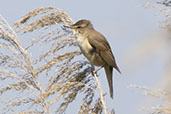 Great Reed Warbler, Andalucia, Spain, May 2022 - click for larger image