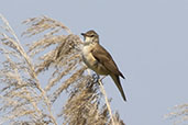 Great Reed Warbler, Andalucia, Spain, May 2022 - click for larger image