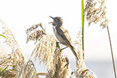 Great Reed Warbler, Catalunya, Spain, May 2022 - click for larger image