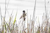 Moustached Warbler, Catalunya, Spain, May 2022 - click for larger image