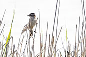 Moustached Warbler, Catalunya, Spain, May 2022 - click for larger image