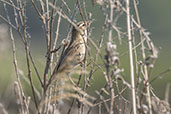 Sedge Warbler, Carlton Marshes, Suffolk, England, June 2023 - click for larger image