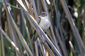 Eurasian Reed Warbler, Catalunya, Spain, May 2022 - click for larger image