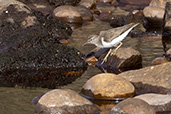 Common Sandpiper, Lewis, Scotland, May 2023 - click for larger image
