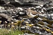 Common Sandpiper, Jura, Scotland, June 2024 - click for larger image