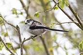Long-tailed Tit, Monks Eleigh, Suffolk, England, March 2021 - click for larger image