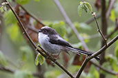 Long-tailed Tit, Bradfield Woods, Suffolk, May 2021 - click for larger image