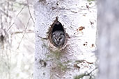 Tengmalm's Owl, Huesca, Aragon, Spain, May 2022 - click for larger image