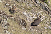 Cinereous Vulture, Monfrague NP, Spain, March 2017 - click for larger image