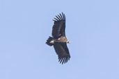 Cinereous Vulture, Monfrague NP, Spain, March 2017 - click for larger image