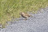 Sky Lark, Jura, Scotland, June 2024 - click for larger image
