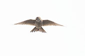 Sky Lark, Islay, Scotland, June 2024 - click for larger image