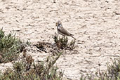 Mediterranean Short-toed Lark, Coto Donaña, Andalucia, Spain, May 2022 - click for larger image
