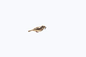 Mediterranean Short-toed Lark, Coto Donaña, Andalucia, Spain, May 2022 - click for larger image