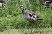 Red-legged Partridge, Monks Eleigh, Suffolk, England, April 2009 - click for larger image